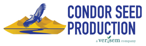 Condor Seed